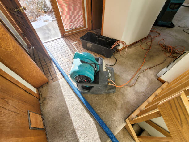 Best Mold removal after water damage  in Elroy, WI